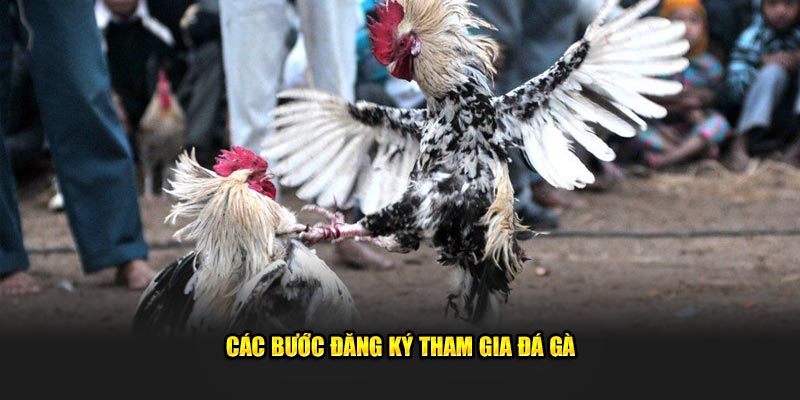 Các bước đăng ký tham gia đá gà cho thành viên mới