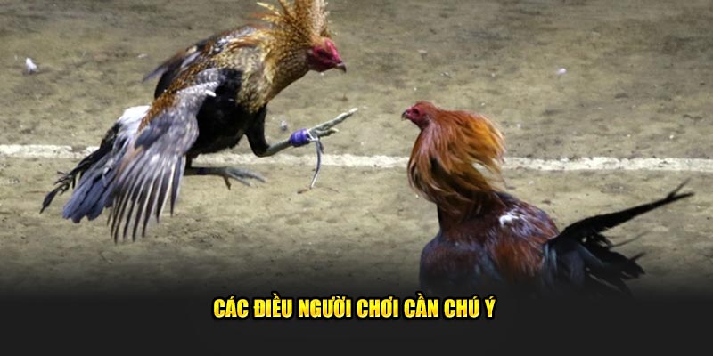 Các điều người chơi cần chú ý 