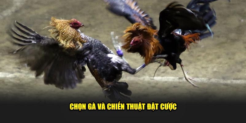 Chọn gà và chiến thuật đặt cược