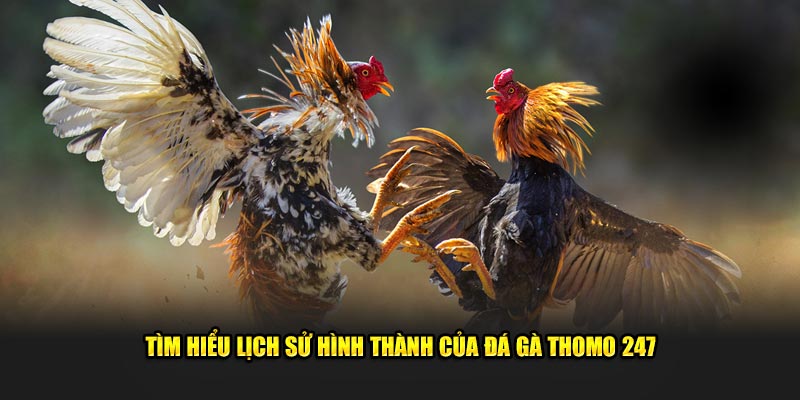 Tìm hiểu lịch sử hình thành của Đá gà Thomo 247