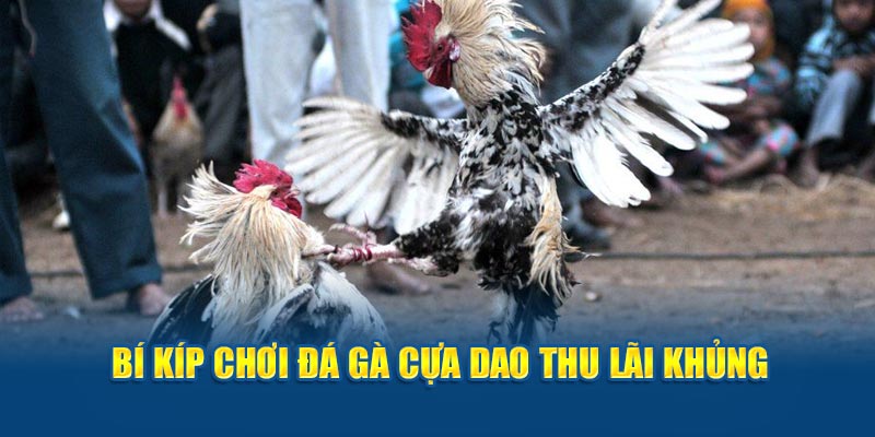 Bí kíp chơi đá gà cựa dao thu lãi khủng 