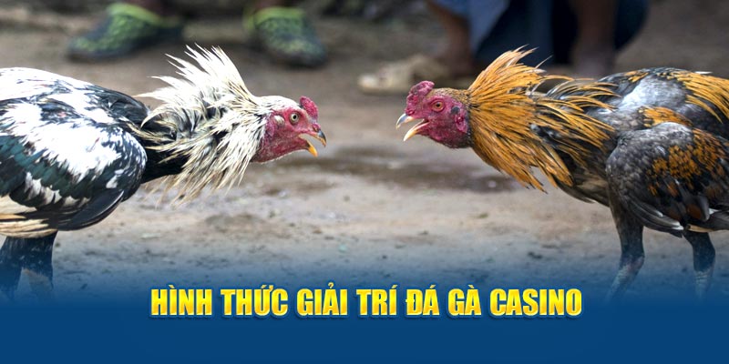 Hình thức giải trí đá gà casino