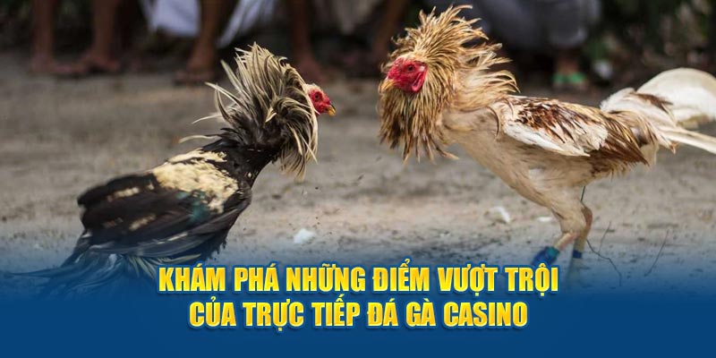 Khám phá những điểm vượt trội của trực tiếp đá gà casino 