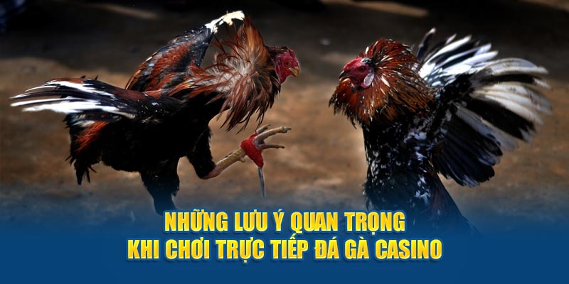 Những lưu ý quan trọng khi chơi trực tiếp đá gà casino 